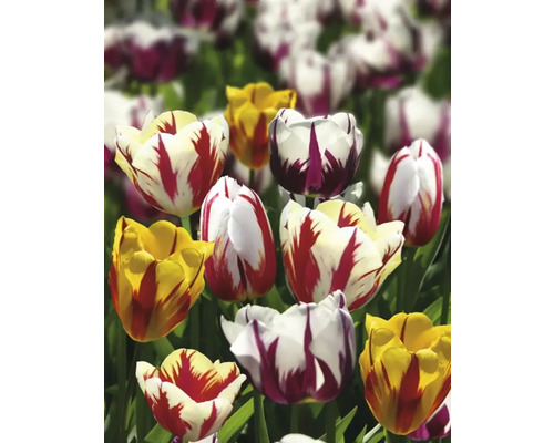 Veld met verschillende tulpensoorten