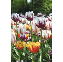 Veld met verschillende tulpensoorten