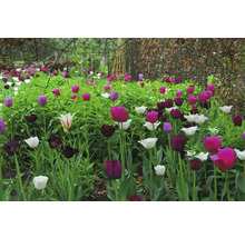 Tulpenperk in de tuin met verschillende kleuren en maten