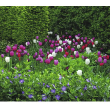 Bloembed met tulpen en maagdenpalm