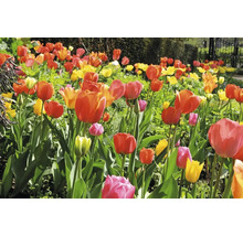 Tulpenperk met verschillende kleuren in de tuin.