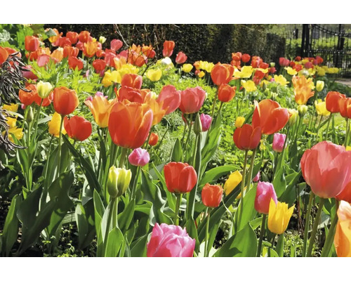 Tulpenperk met verschillende kleuren in de tuin.