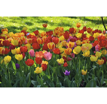 Bloembed met tulpen in verschillende kleuren