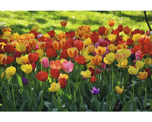 Bloembed met tulpen in verschillende kleuren
