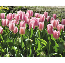 Veld met roze tulpen in de tuin