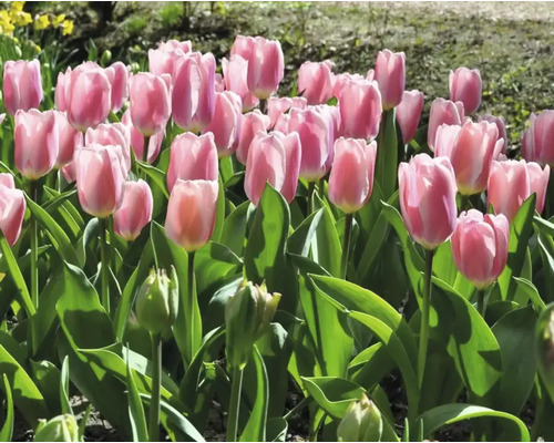 Veld met roze tulpen in de tuin