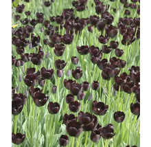 Veld met zwarte tulpenbloemen