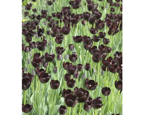 Veld met zwarte tulpenbloemen