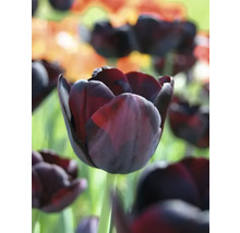 Close-up van een donkere tulp in de tuin.