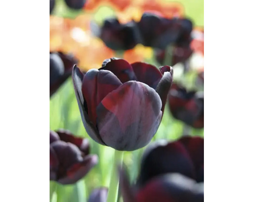 Close-up van een donkere tulp in de tuin.