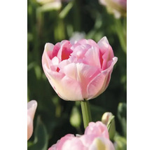 Close-up van een gevulde tulpenbloem in de tuin