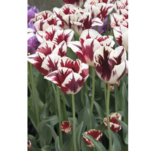 Close-up van roodgestreepte tulpen in de tuin.
