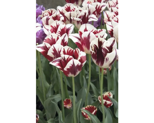 Close-up van roodgestreepte tulpen in de tuin.