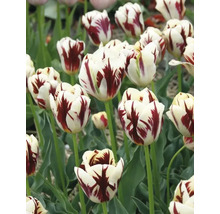 Close-up van witte en rode tulpen in de tuin.