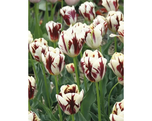 Close-up van witte en rode tulpen in de tuin.