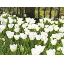 Veld met witte tulpenbloemen