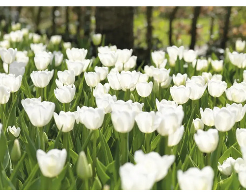 Veld met witte tulpenbloemen