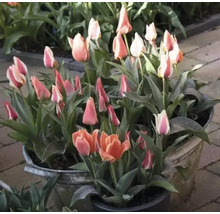 Tulpen in potten