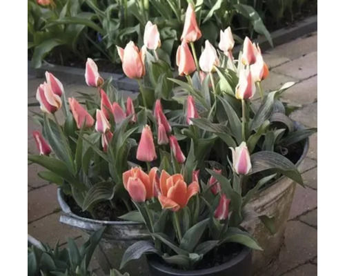 Tulpen in potten