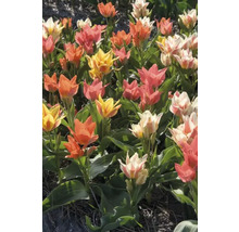 Veld met veelkleurige tulpen in geel, oranje, wit en roze.
