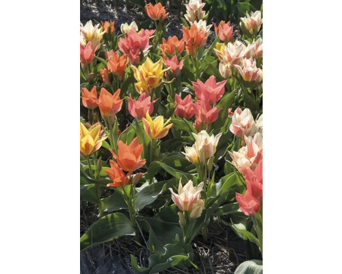 Veld met veelkleurige tulpen in geel, oranje, wit en roze.