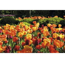 Veld met tulpen in de tuin
