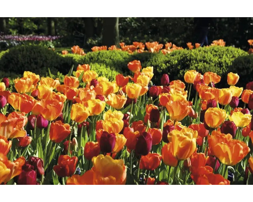 Veld met tulpen in de tuin