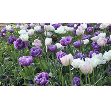 Veld met violette, roze en witte tulpen