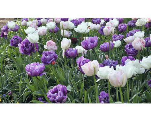 Veld met violette, roze en witte tulpen
