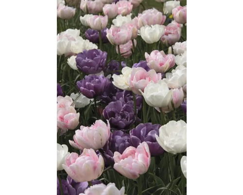 Close-up van roze, paarse en witte tulpen in een tuin.