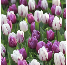 Veld met paarse en gestreepte tulpen