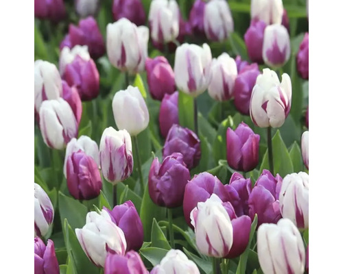 Veld met paarse en gestreepte tulpen