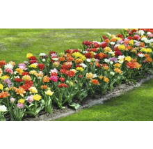 Bloembed met tulpen in de tuin