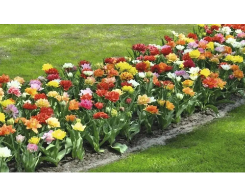 Bloembed met tulpen in de tuin