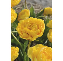 Gele tulpenbloem in de tuin