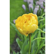 Gele tulp in de tuin