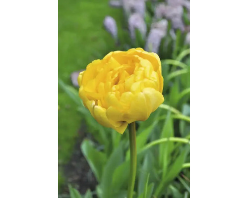 Gele tulp in de tuin