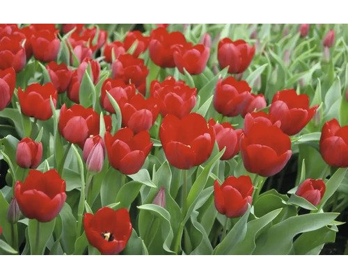 Close-up van rode tulpen met groene bladeren