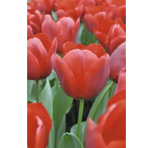 Veld met rode tulpenbloemen