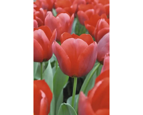 Veld met rode tulpenbloemen