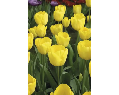 Close-up van gele tulpen in de tuin.