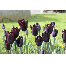Close-up van donker gekleurde tulpen in de tuin.