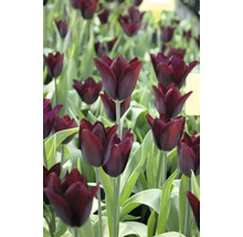 Veld met donkere tulpen