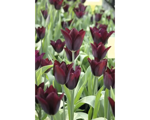 Veld met donkere tulpen