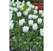 Veld met witte en rode tulpen