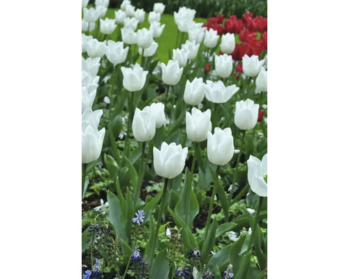 Veld met witte en rode tulpen
