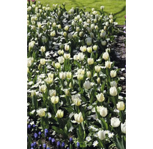 Bloembed met witte tulpen en madeliefjes