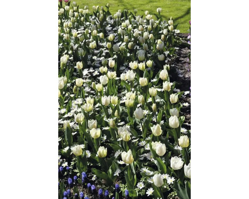 Bloembed met witte tulpen en madeliefjes