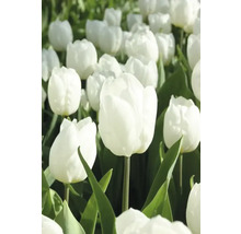 Veld met witte tulpen