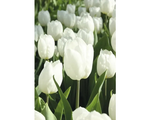 Veld met witte tulpen